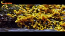 Cordyceps Growth In Nature Documentary FOHOW-WORLD collection