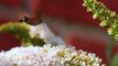 Humming-bird Hawk-moth (Macroglossum stellatarum) Större dagsvärmare