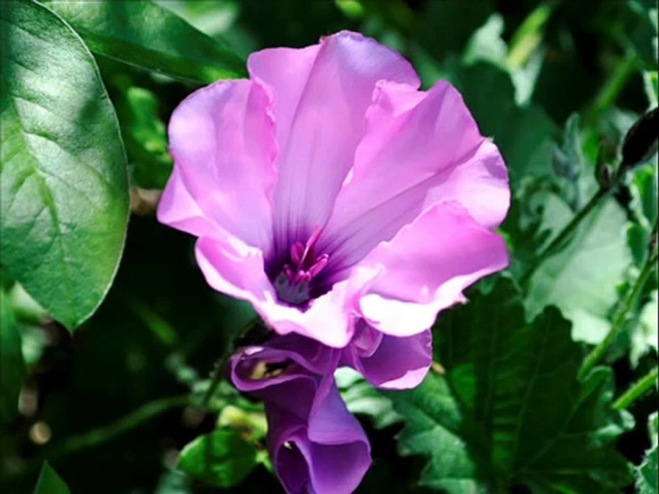 CHRIS SPHEERIS THE ARROW