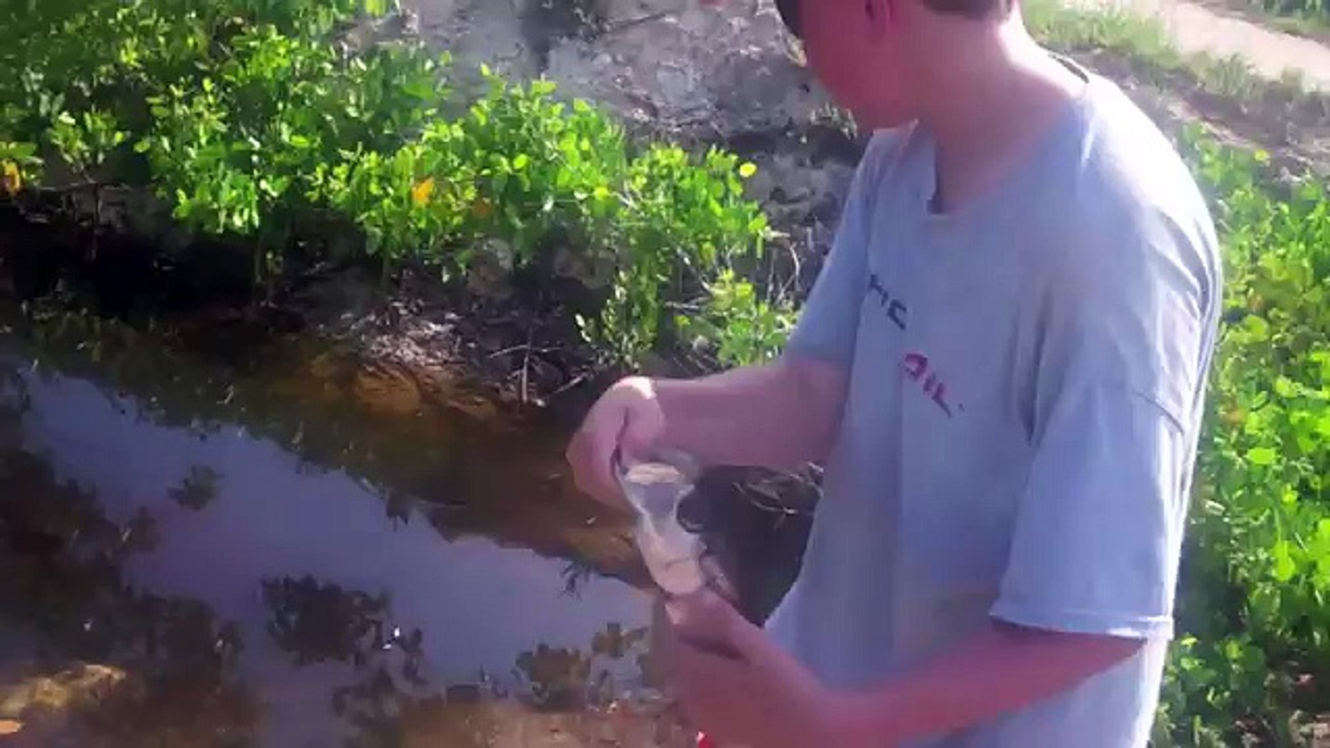 Gopro Cayman Islands Fishing Video Dailymotion