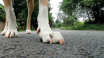 Paw Wow - Pariah Dogs on the Road