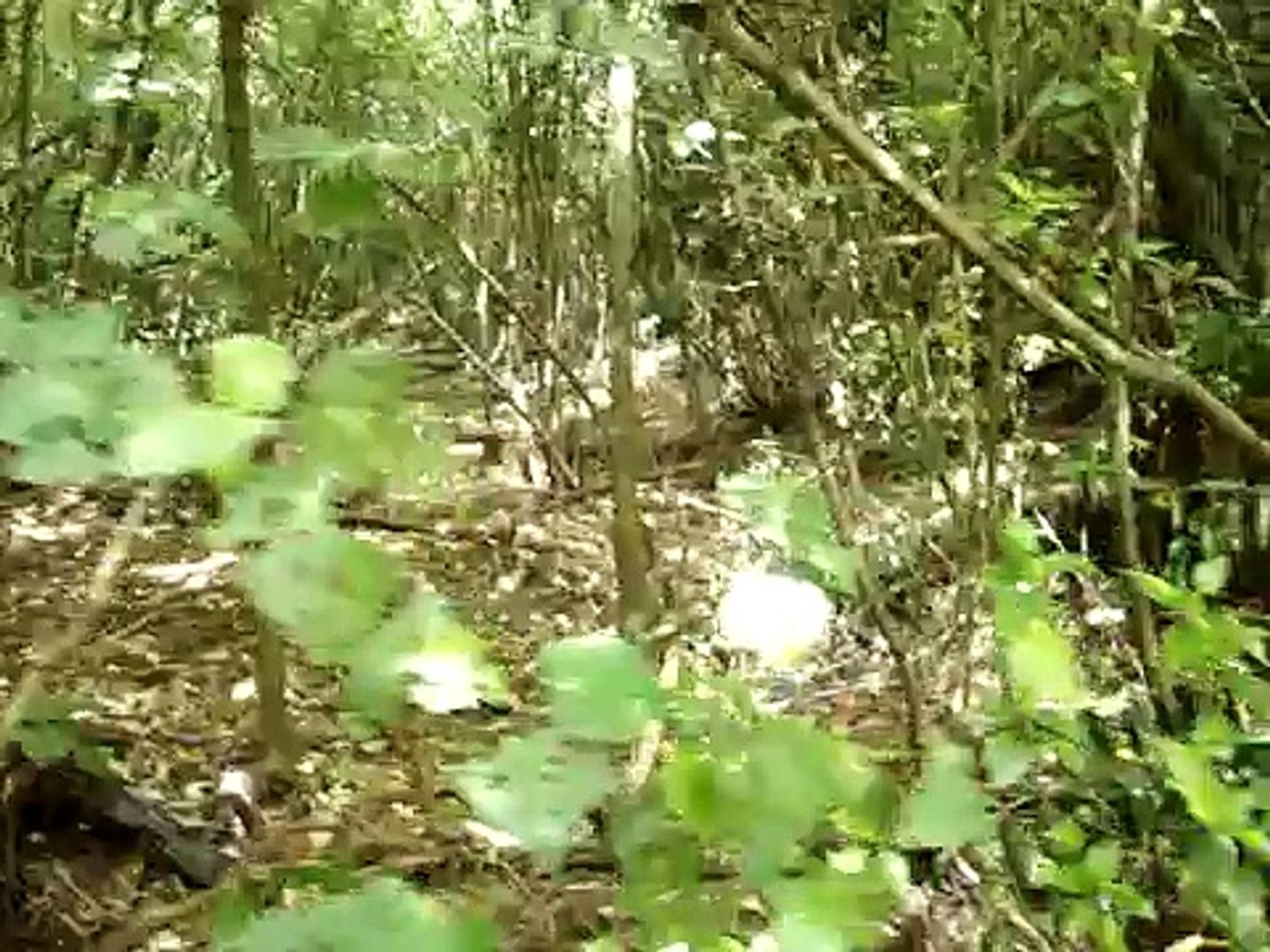 ⁣New Zealand native bird sounds
