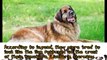 The Leonberger Is The Most Gloriously Majestic Dog You'll Ever See In Your Life