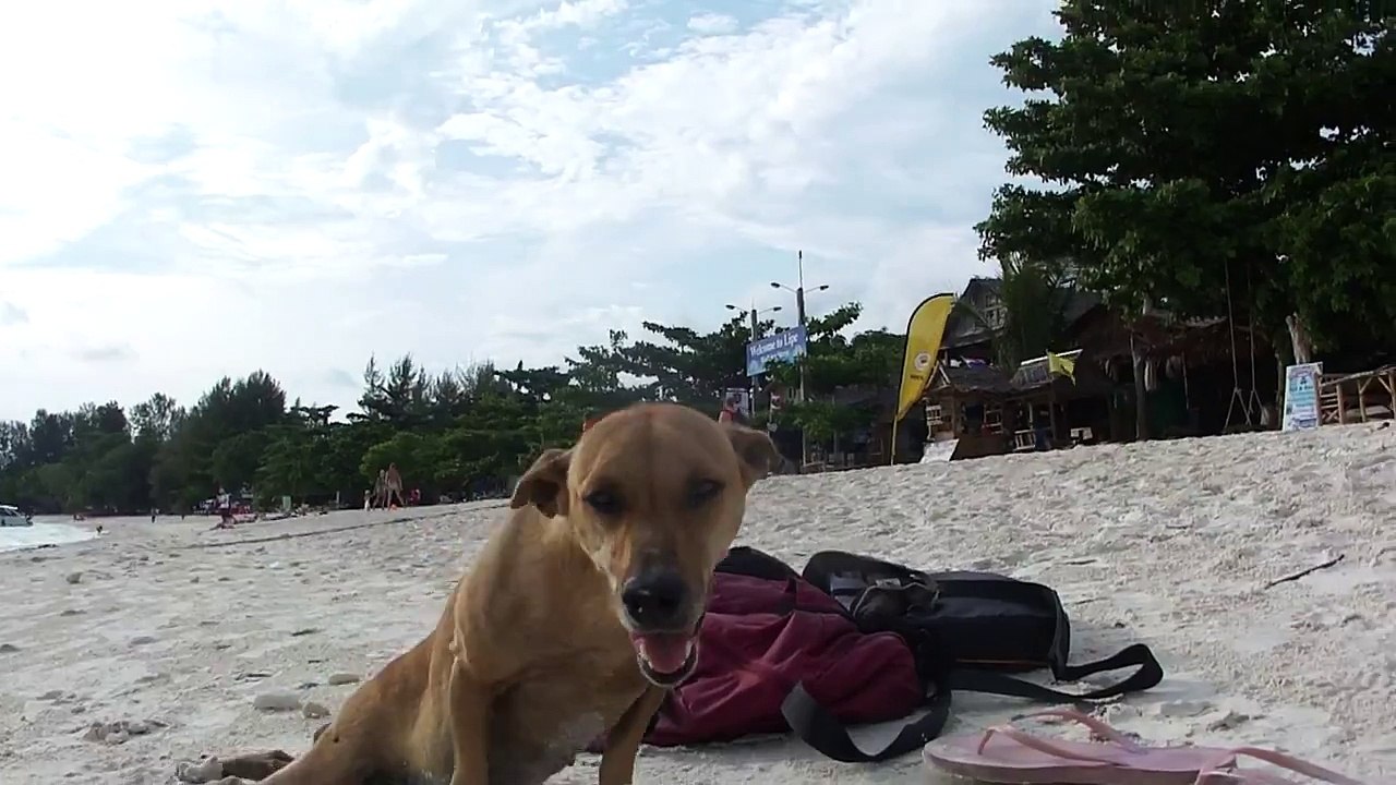 ANIMAL CRUELTY, CUTE DOG, INJURED DOG, DOGS VIDEOS, KOH LIPE, THAILAND, ANIMAL VIDEOS