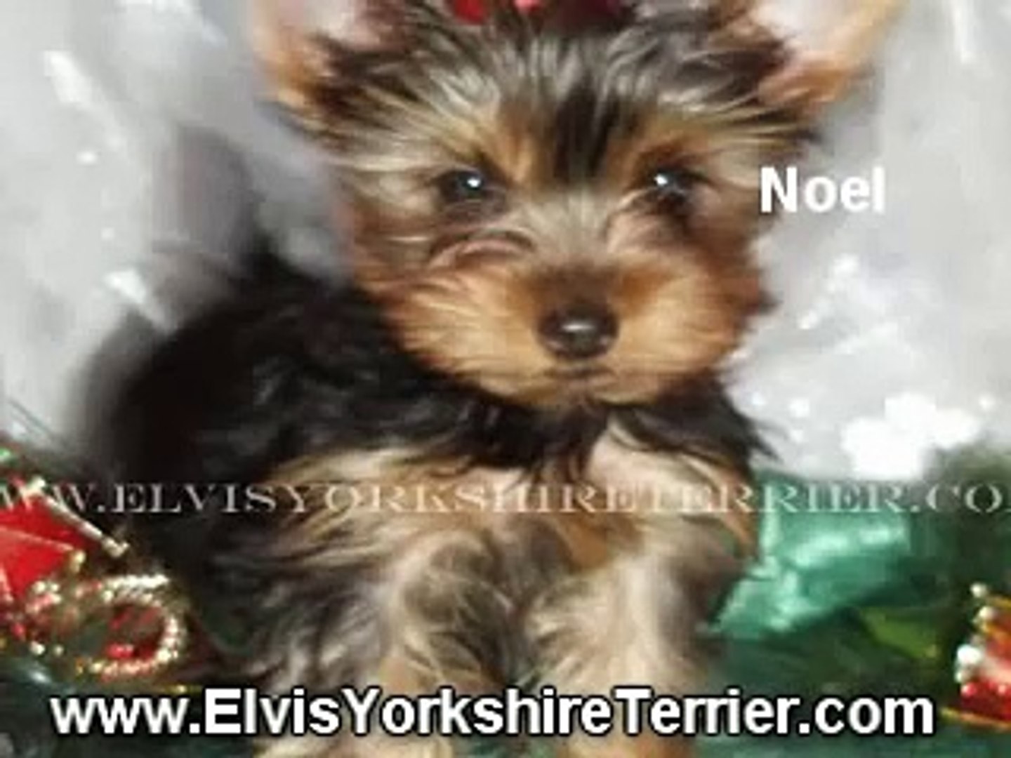 elvis yorkshire terrier