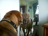 Dog hates Mirror Image