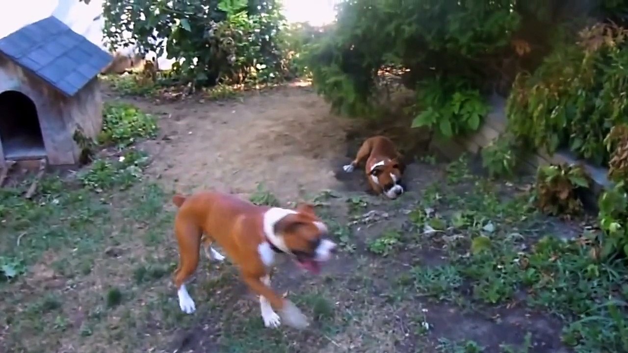 My Crazy Boxer Dogs playing "Hide and Go Seek"