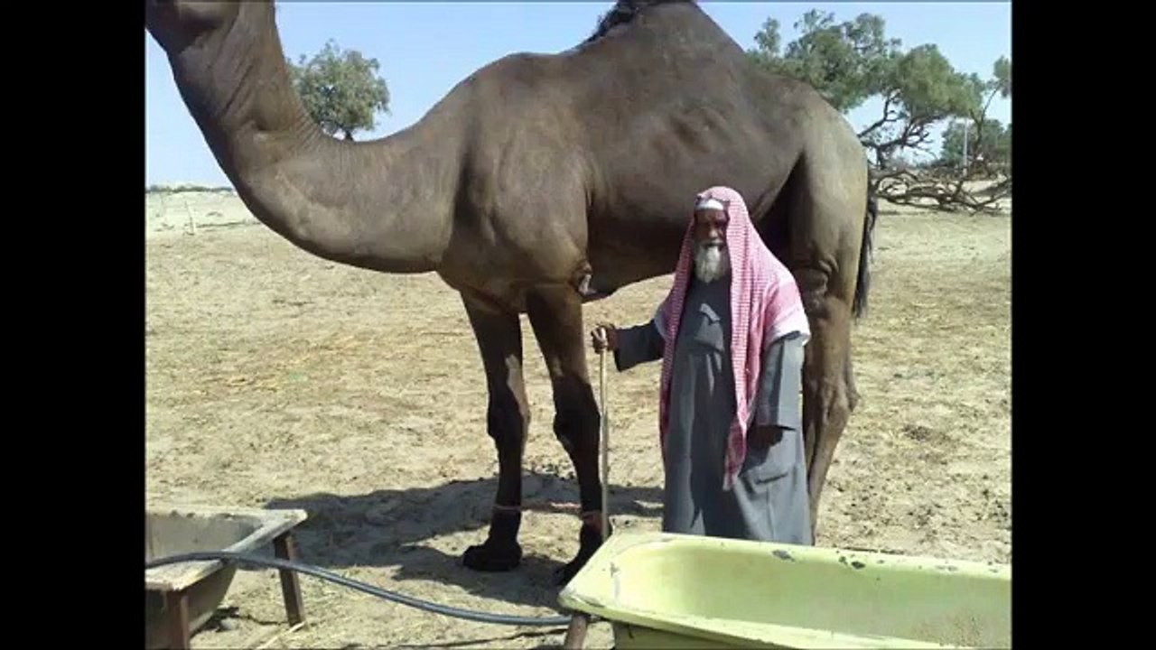 مزاين اجمل الفحول
