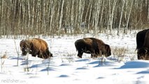 Plains Bison of Prince Albert National Park