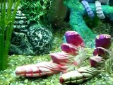 Corydoras catfish
