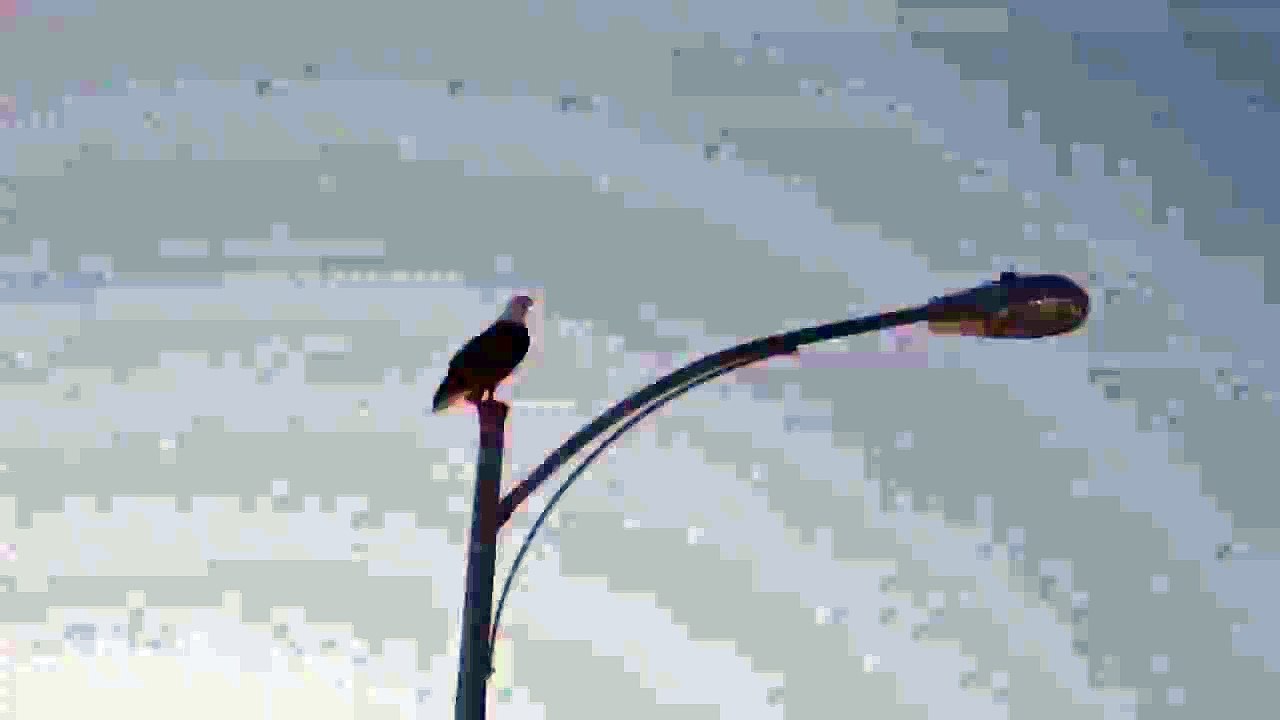Eagle Flight Slow Motion