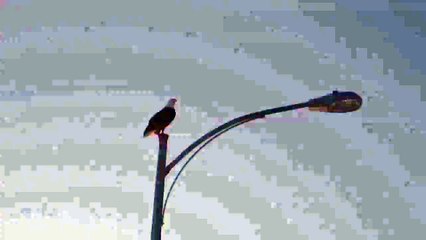 Eagle Flight Slow Motion