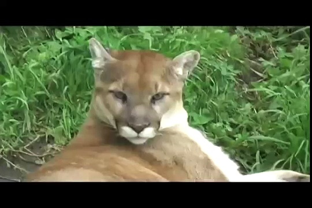 Lynx and Cougar