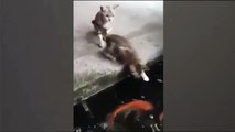 El inesperado ataque de un pez a un gato | Pez arrastra a un gato al agua | Un pez se come a un gato