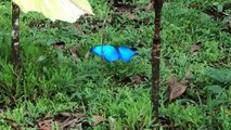Hosteria Finca El Pigual, Puyo, Pastaza, Ecuador - Mariposa silvestre azul Morpho (camera lenta)