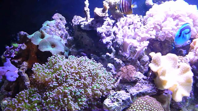 Acuario Marino de Arrecife 300 Lts con panel de 120 LEDs HP 1w (8 meses de montado)