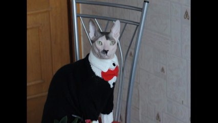 Gato faz sucesso por ser a cara de... Hitler!