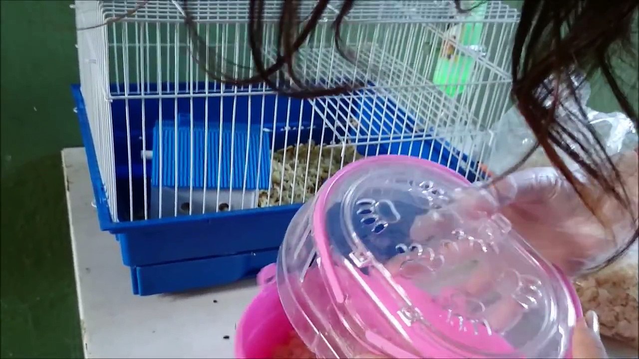 Como cuidar de hamster (Limpando a gaiola com filhotes)