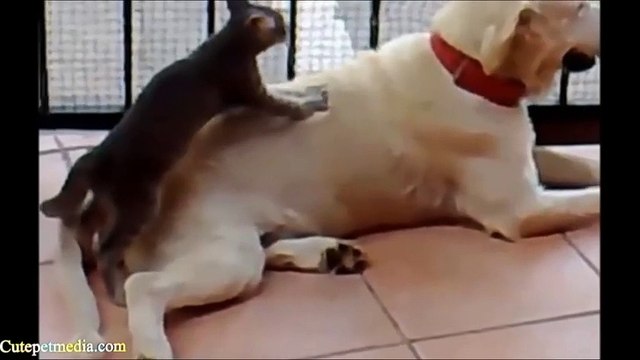 Động Vật Hài Hước - Mèo Đấm Lưng Cho Chó - Animals Funny