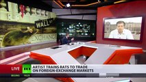 Rats of Wall Street: Artist trains rodents to trade on forex markets