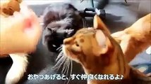 Cat cafe in Japan?! :0