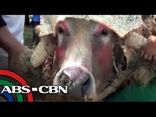 Carabaos cater their own 'fashion show' event