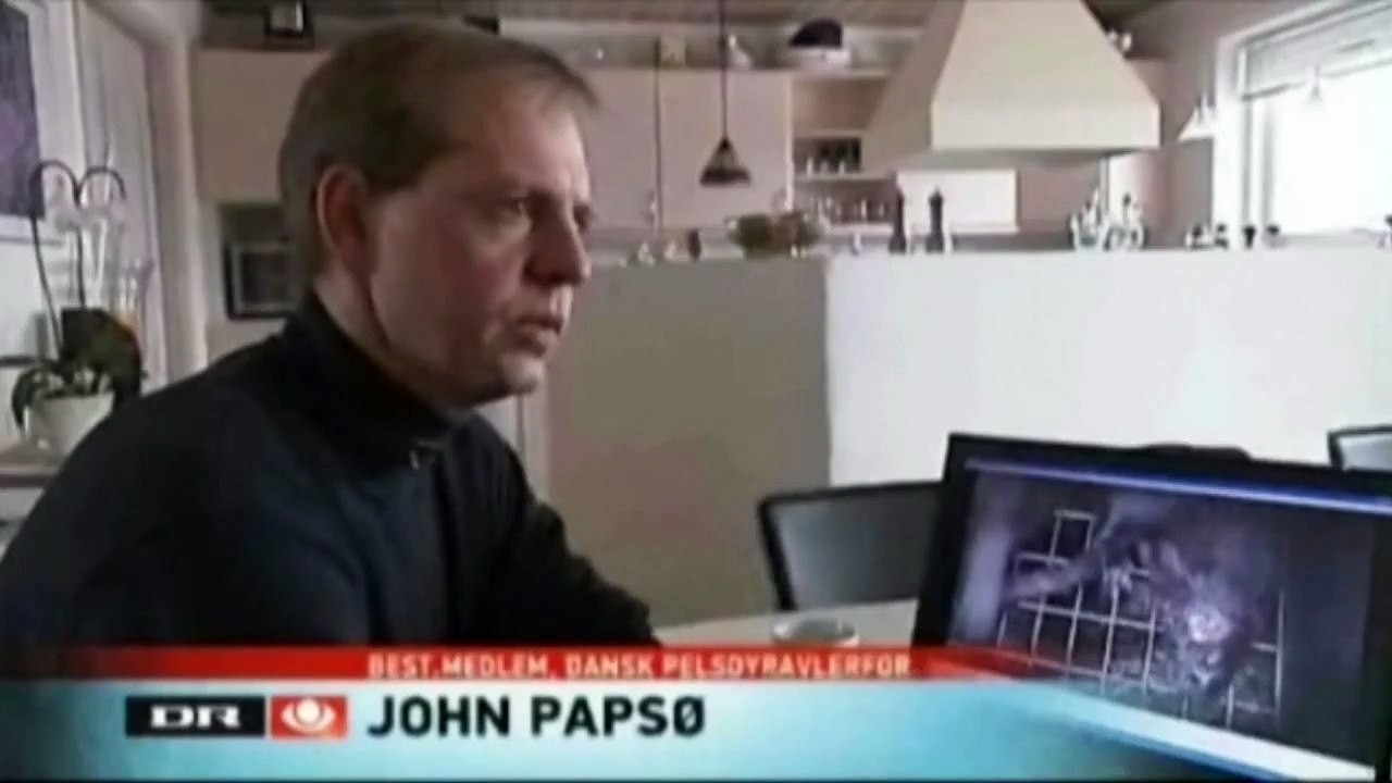 Minkuppfödning får kallas för djurplågeri – det slår dansk domstol fast