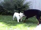 Epic Funny Dog Fight - English BullDog vs Doberman Pincher