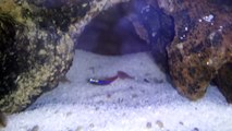 Triop eating Neon Tetra fish