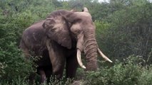 Elephant bull having a dust bath at Pondoro