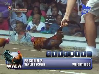 escolin stag (pagba 8stag derby 2010)