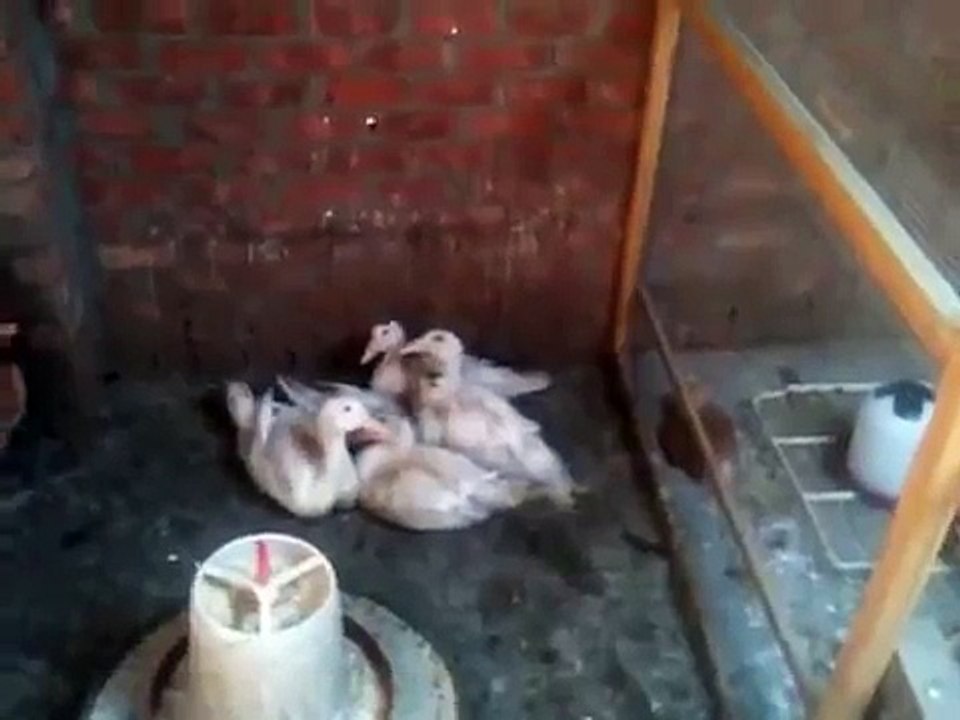 البط المولار الفرنساوي الاصلي