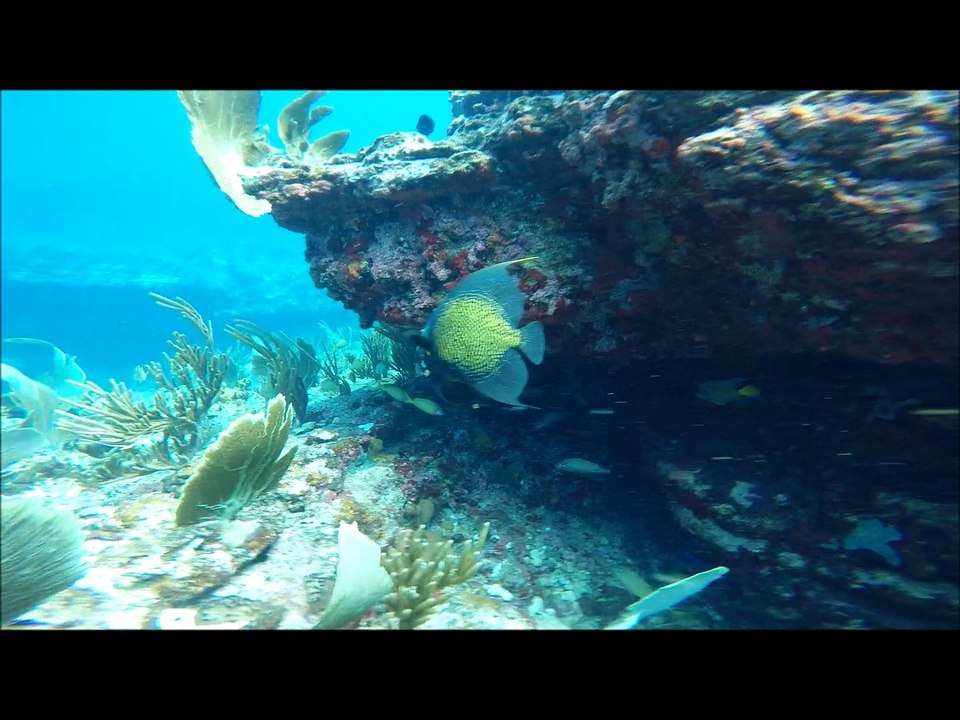 dauphins