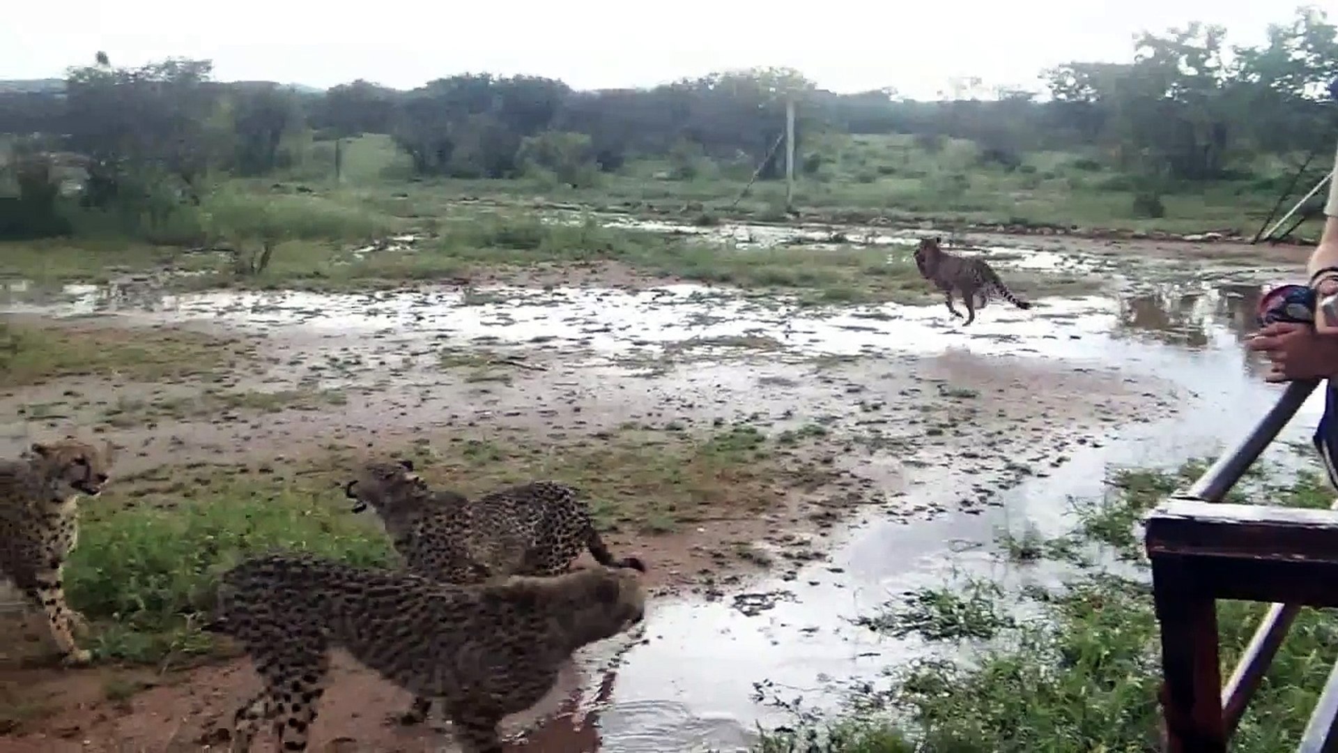 Cheetahs In The Wild: Cheetahs Running At Full Speed: Cheetahs Hunting Prey