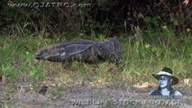 Predators of Alligators 0101 - Monitors - Dangerous Animals