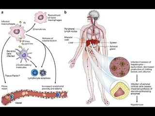 Video herunterladen: Woman dies of Crimean Congo Hemorrhagic Fever-Oh My