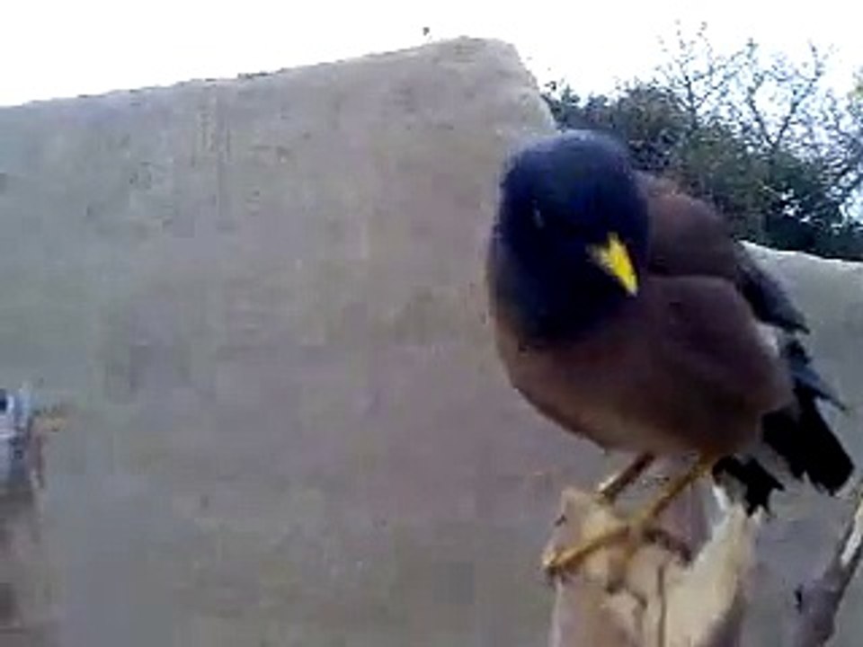 Beautiful bird-Manno