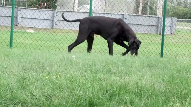 Great dane peeing dog piss pee