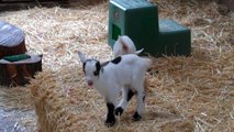 Nigerian Dwarf Goat Kids