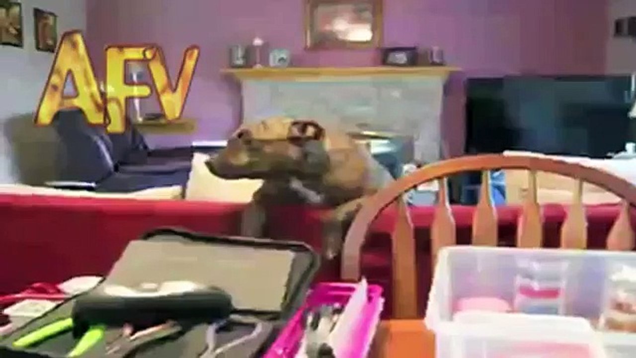 Crazy Dog Noise | Dog | AFV