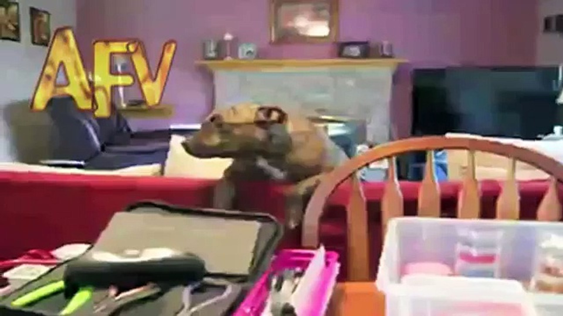 ⁣Crazy Dog Noise | Dog | AFV