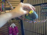 Tequila my meyer parrot is so sweet