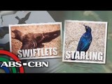 Large flock of birds draws attention in Davao City