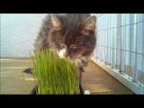 My Cat Enjoying Some Wheatgrass