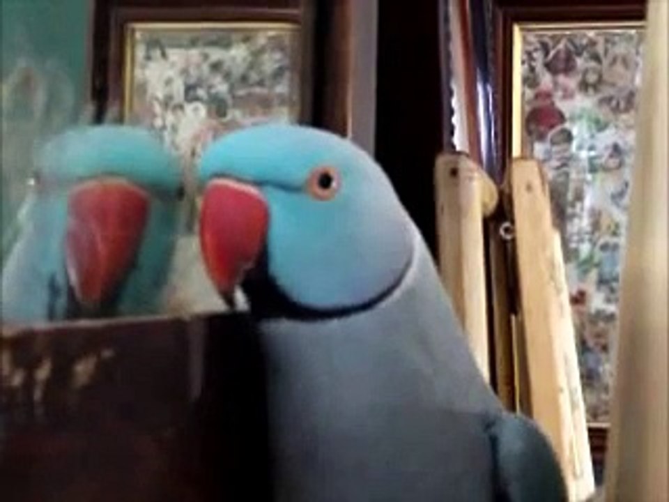 Puck The Talking Parrot