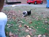 puppies running around