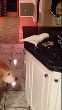 AWESOME Pet bird feeds dog fries!.,..,.
