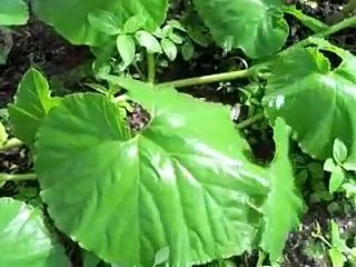 Guns and green leaves in South Sudan