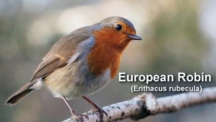 Robin European Robin Bird Call