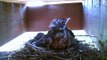 robins feeding 3 baby robins in robins nest